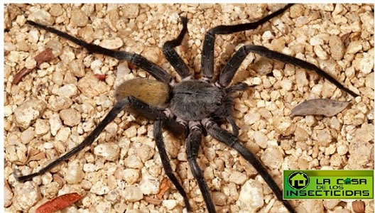 Nueva ara&ntilde;a descubierta en Mexico